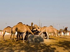 Het National Research Center in Bikaner is n van de belangrijkste onderzoeks- en kweekcentra van kamelen in Azi