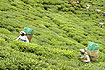 Theeplukkers in de Temi Tea Garden