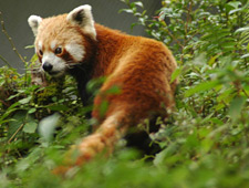 Sikkim biedt een onderkomen voor gevarieerde fauna zoals beren, rode pandas(foto) en everzwijnen