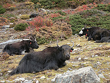 Yaks in Kharka op 3.000m hoogte